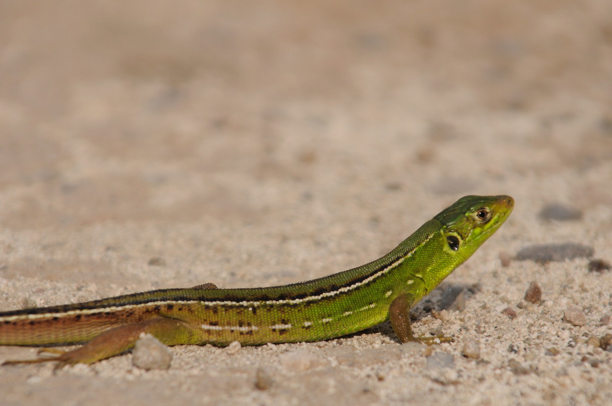 Lacerta bilineata (western green lizard)