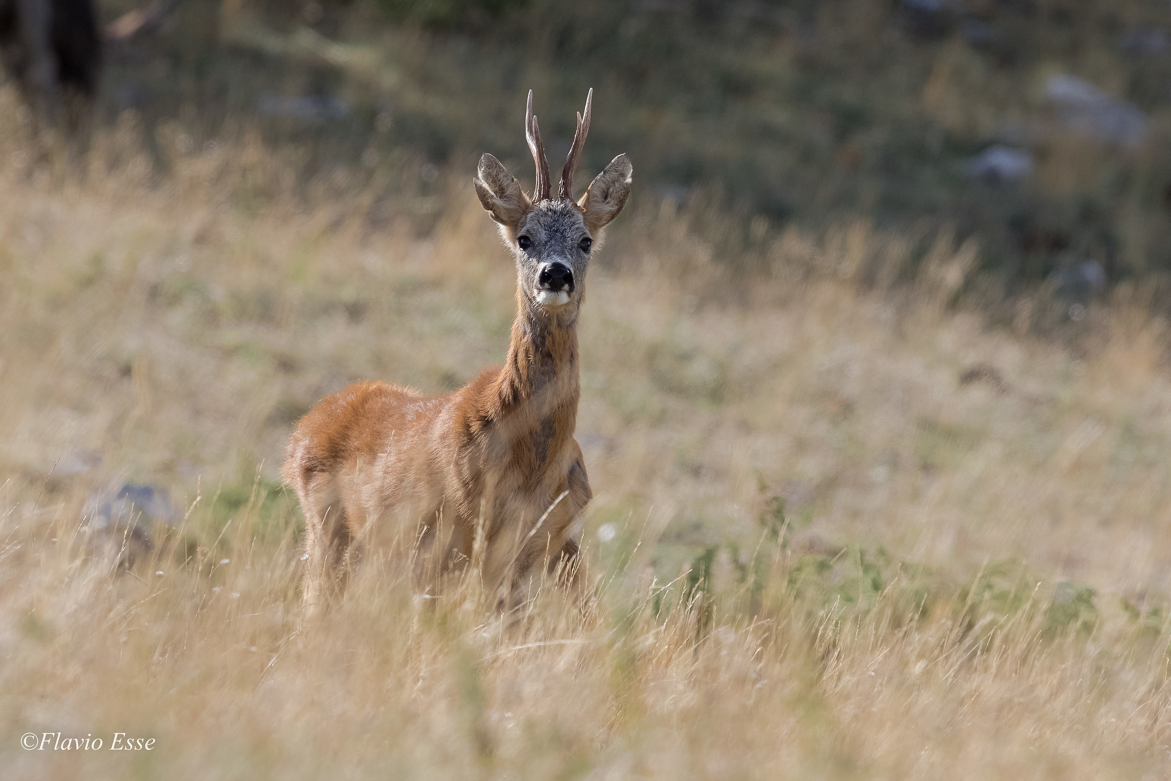 Capriolo (in allerta)