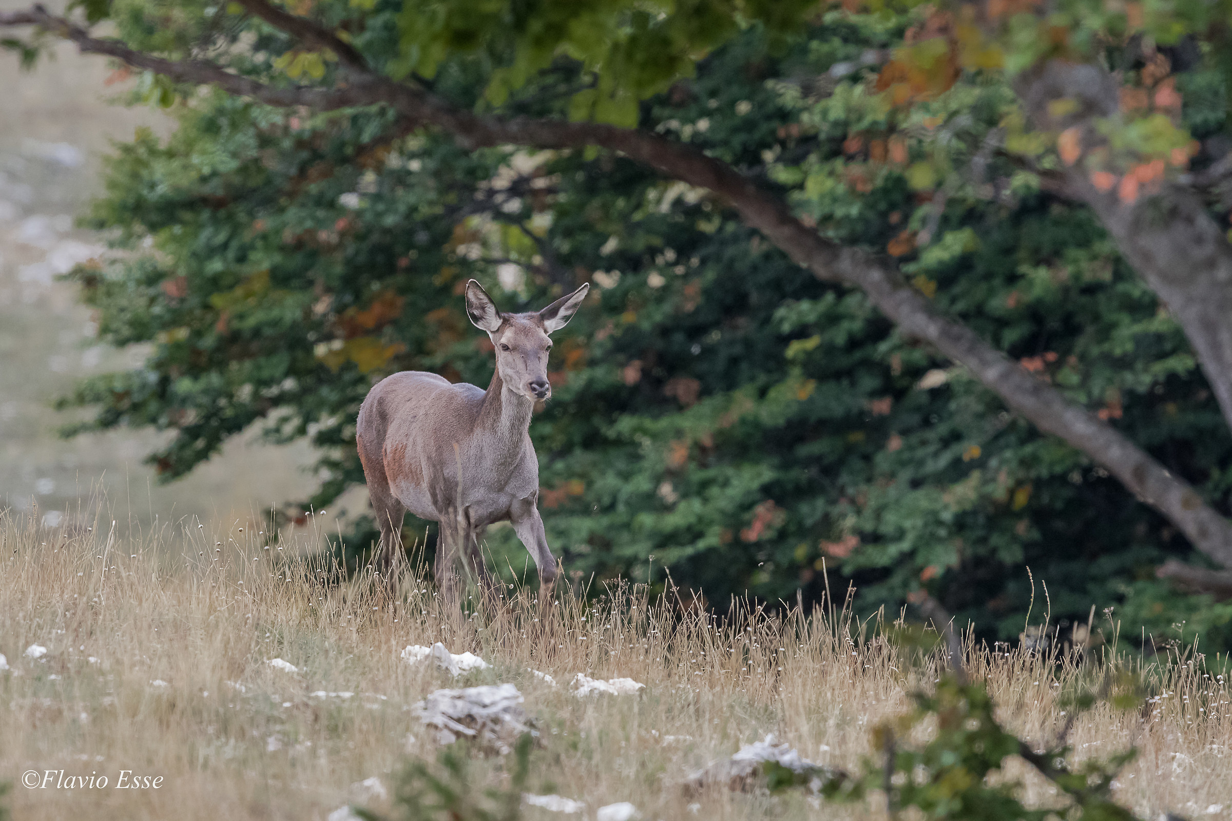 ....risposta al richamo....