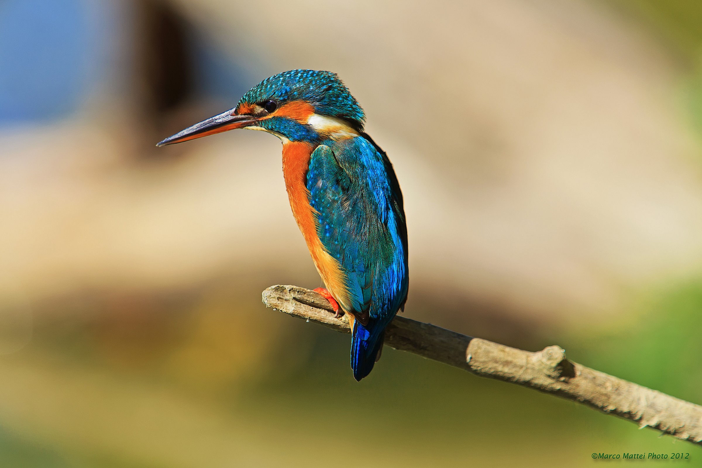 Martina that observes