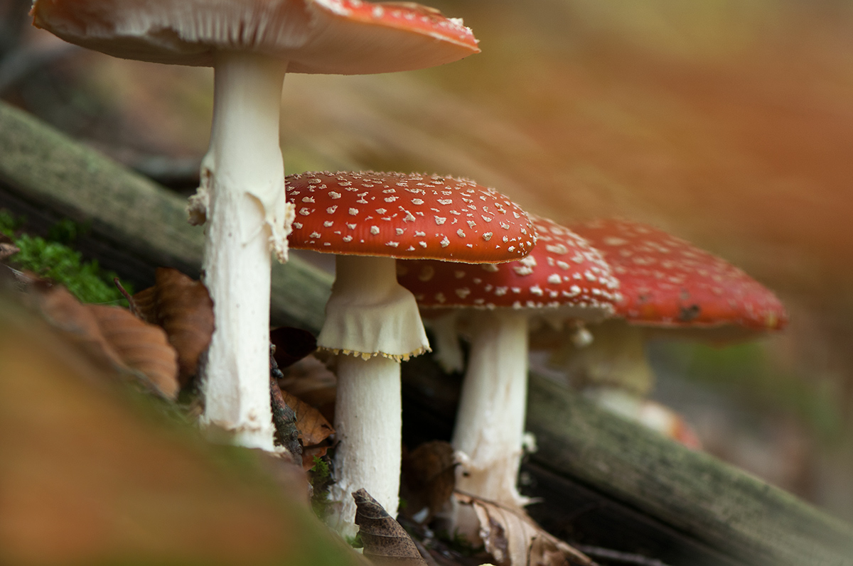 Shelter under Amanita muscaria.