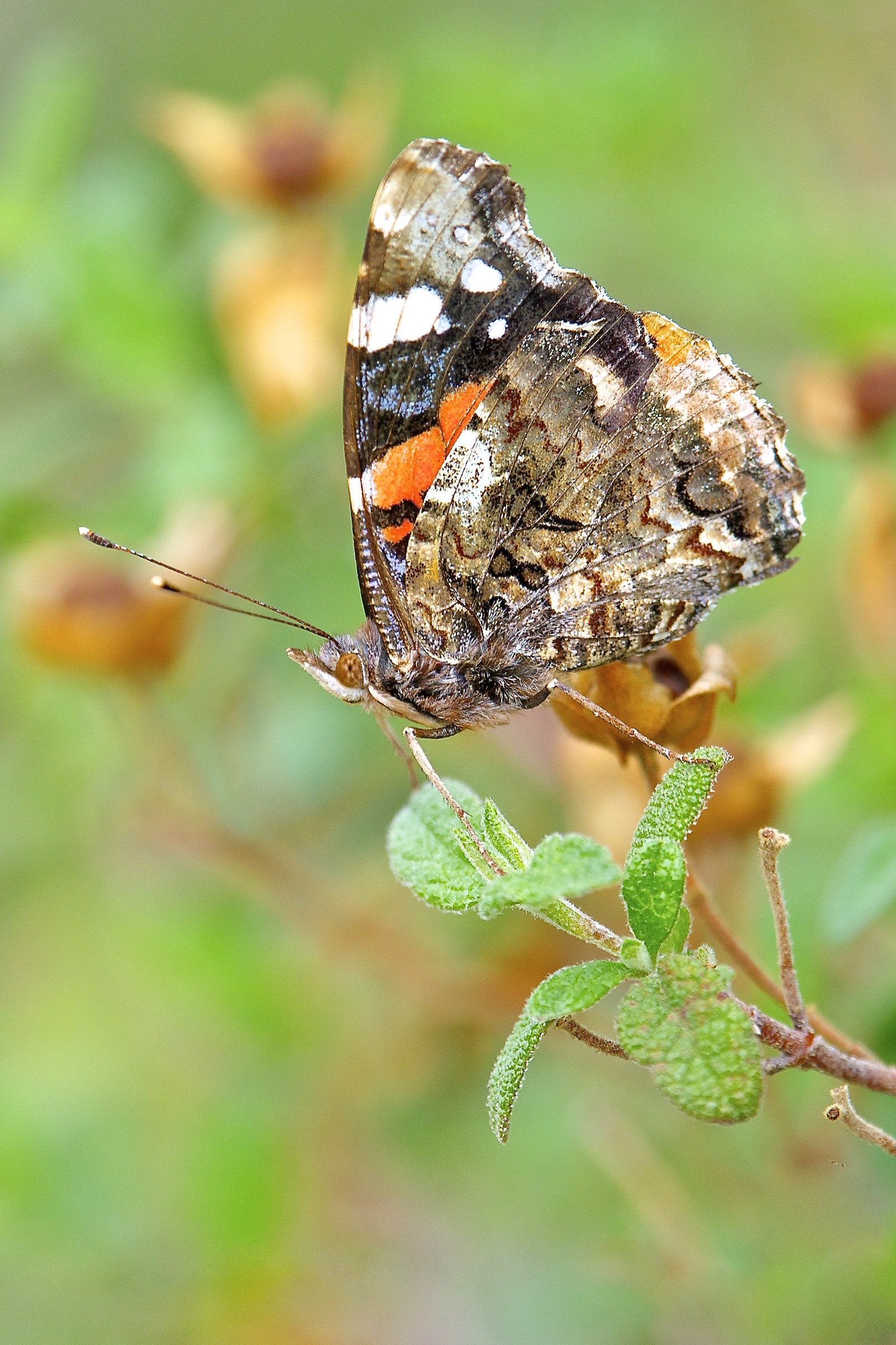 Vanessa atalanta