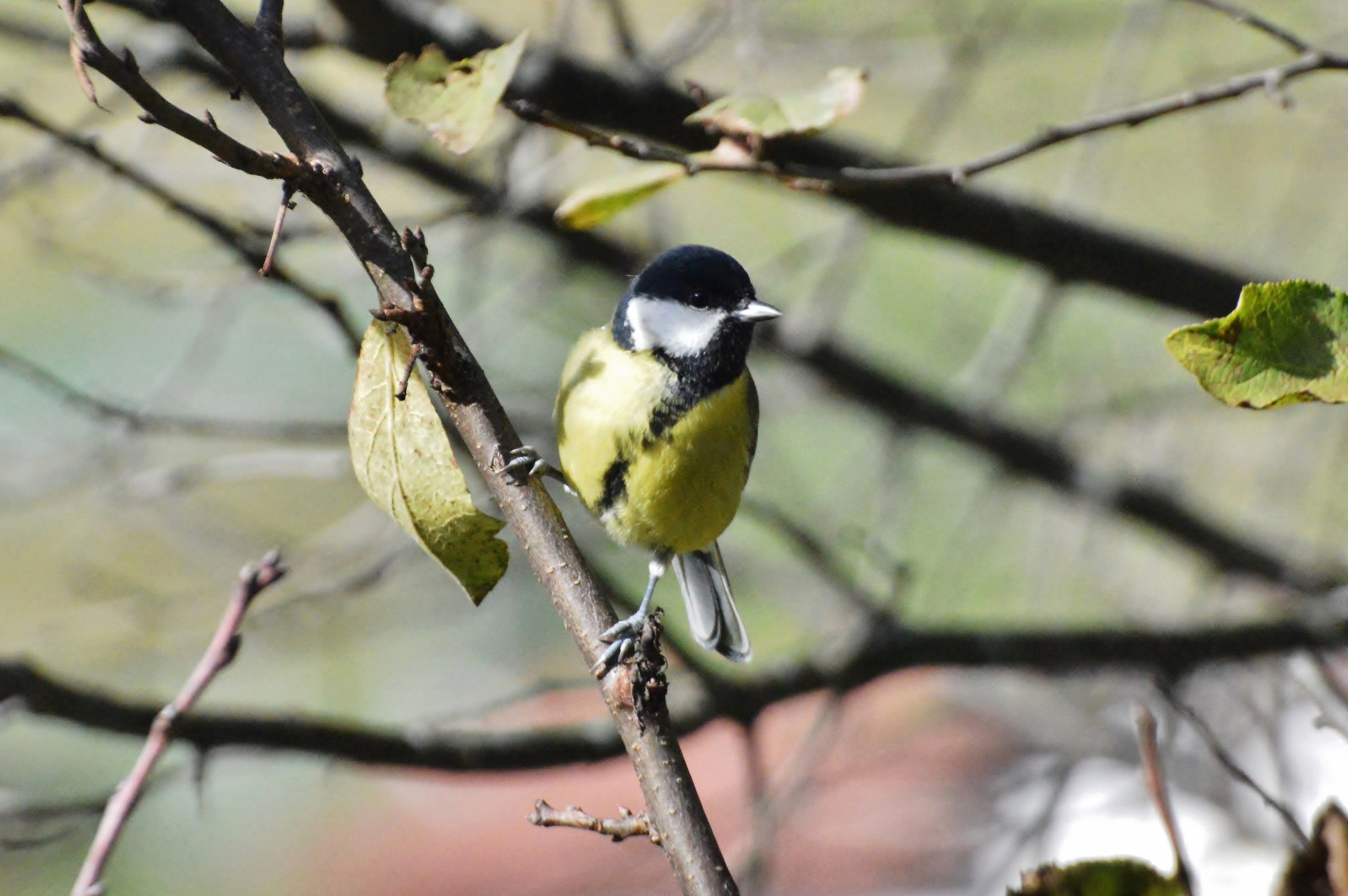 cinciallegra maschio 25-10-15