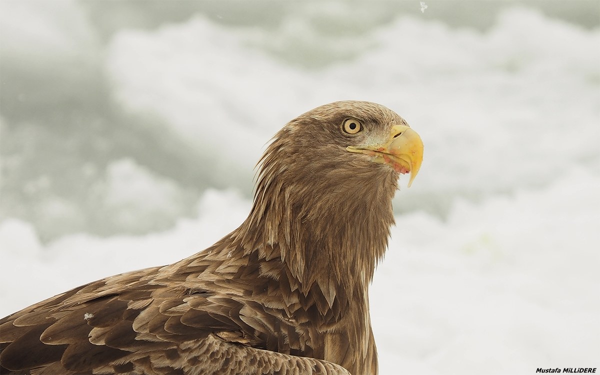 White Tailed Sea Eagle ...