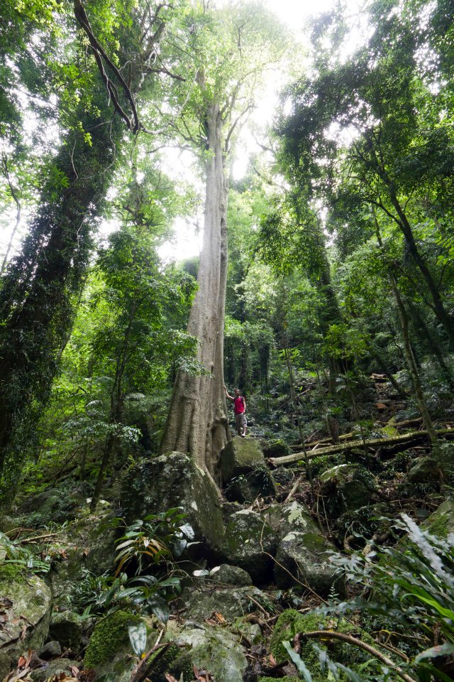 Dorrigo National Park | NSW