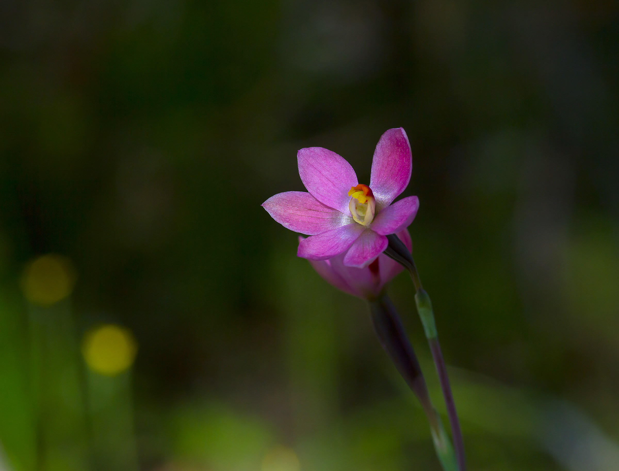 Australiano terrestre sole rosa orchidea