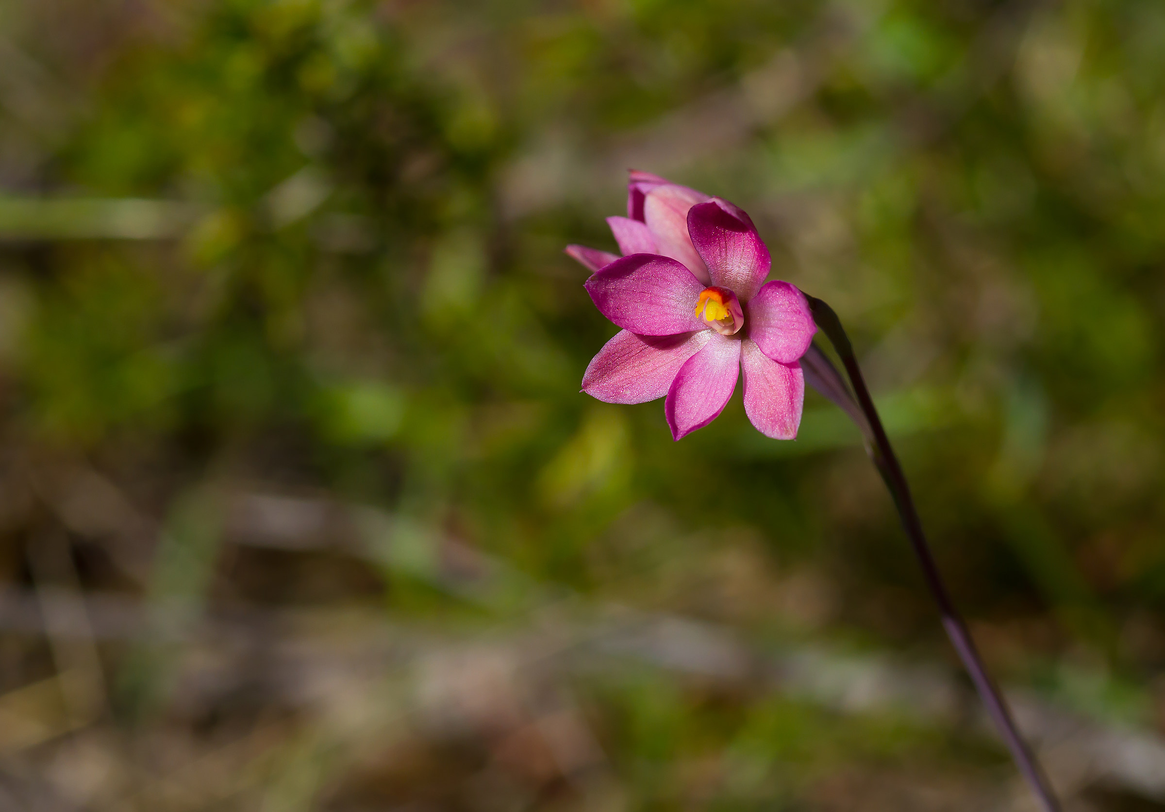 Australian terrestrial Pink Sun Orchid