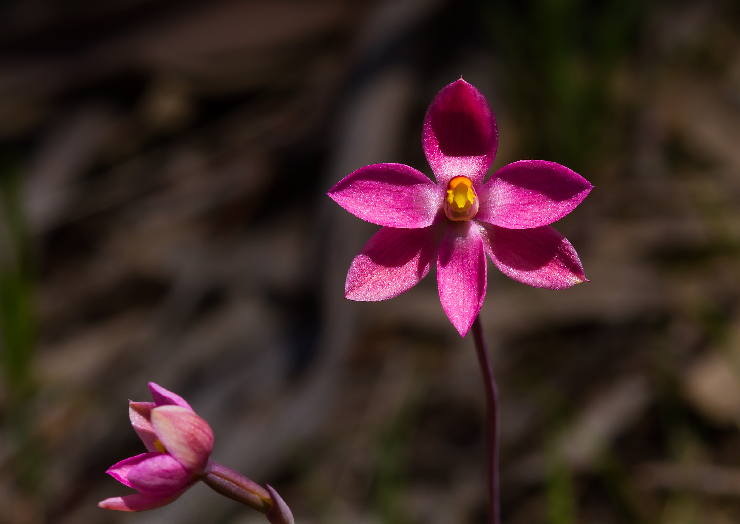 Australiano terrestre sole rosa orchidea