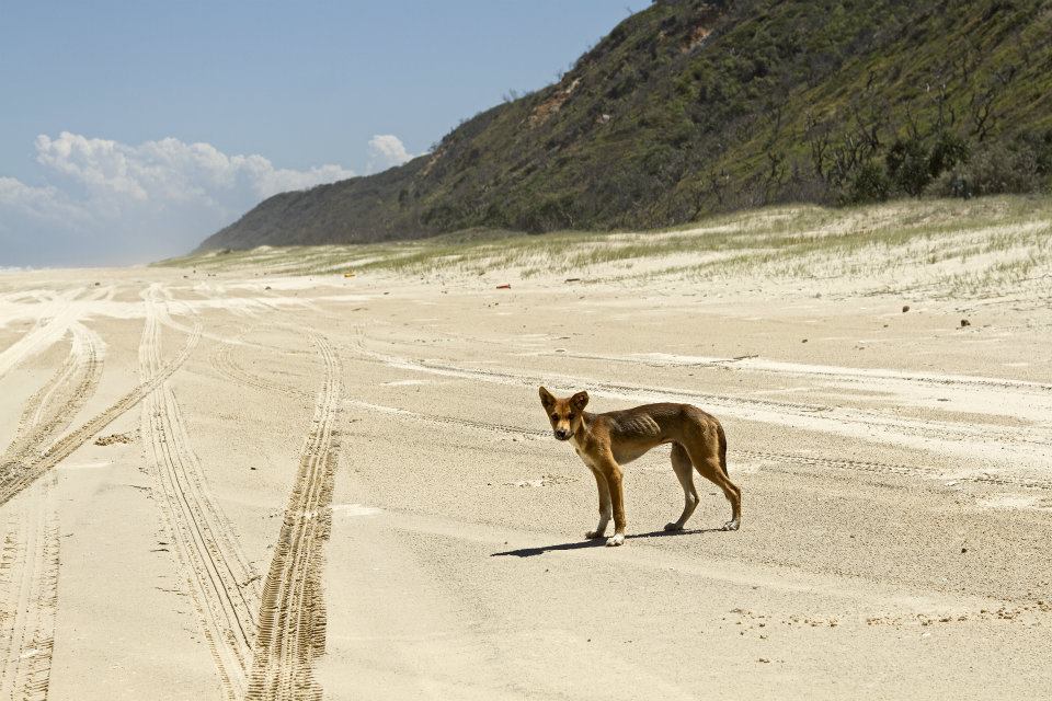 Dingo - Fraser Island | QLD
