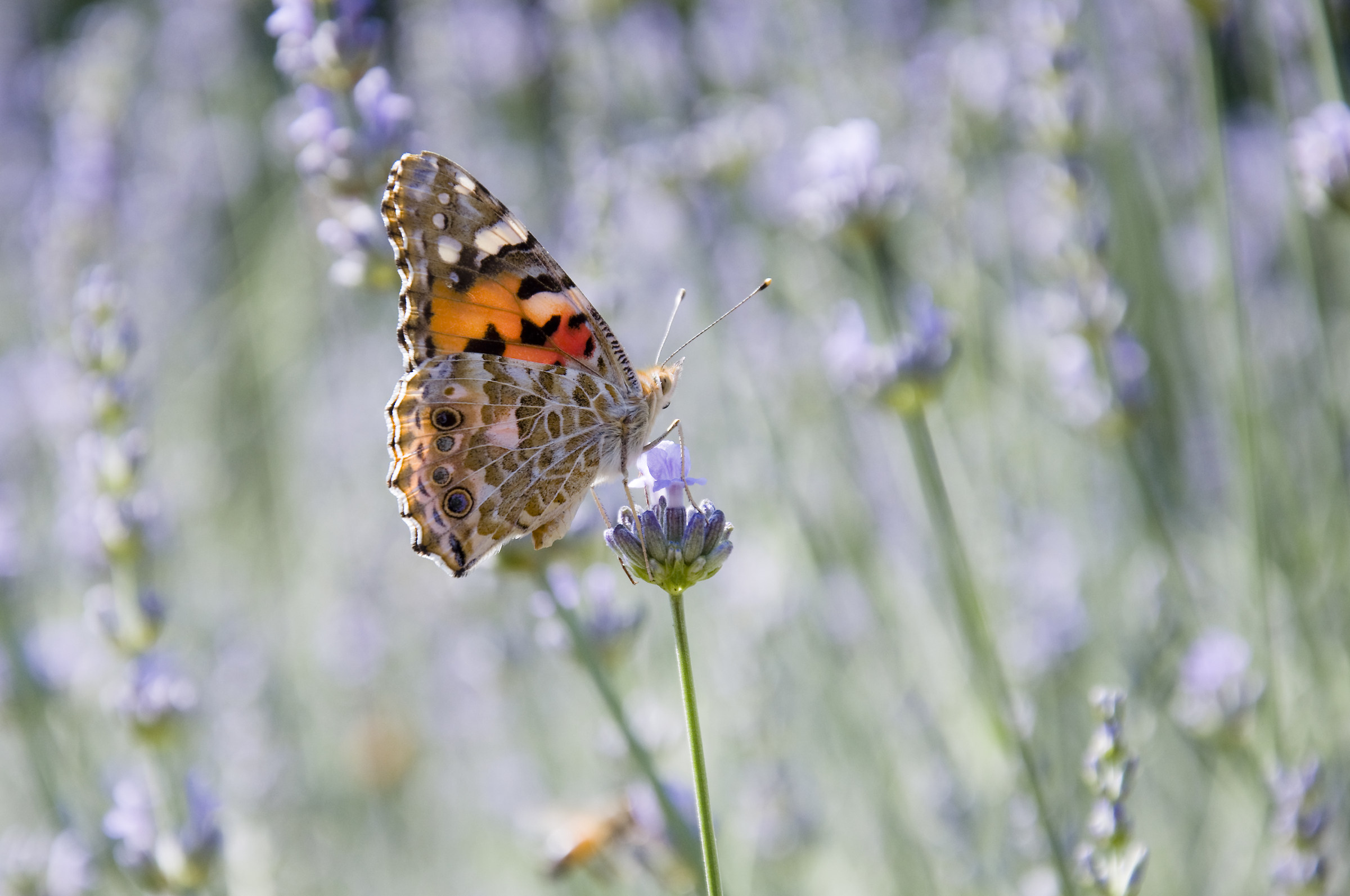Painted Lady Butterfly