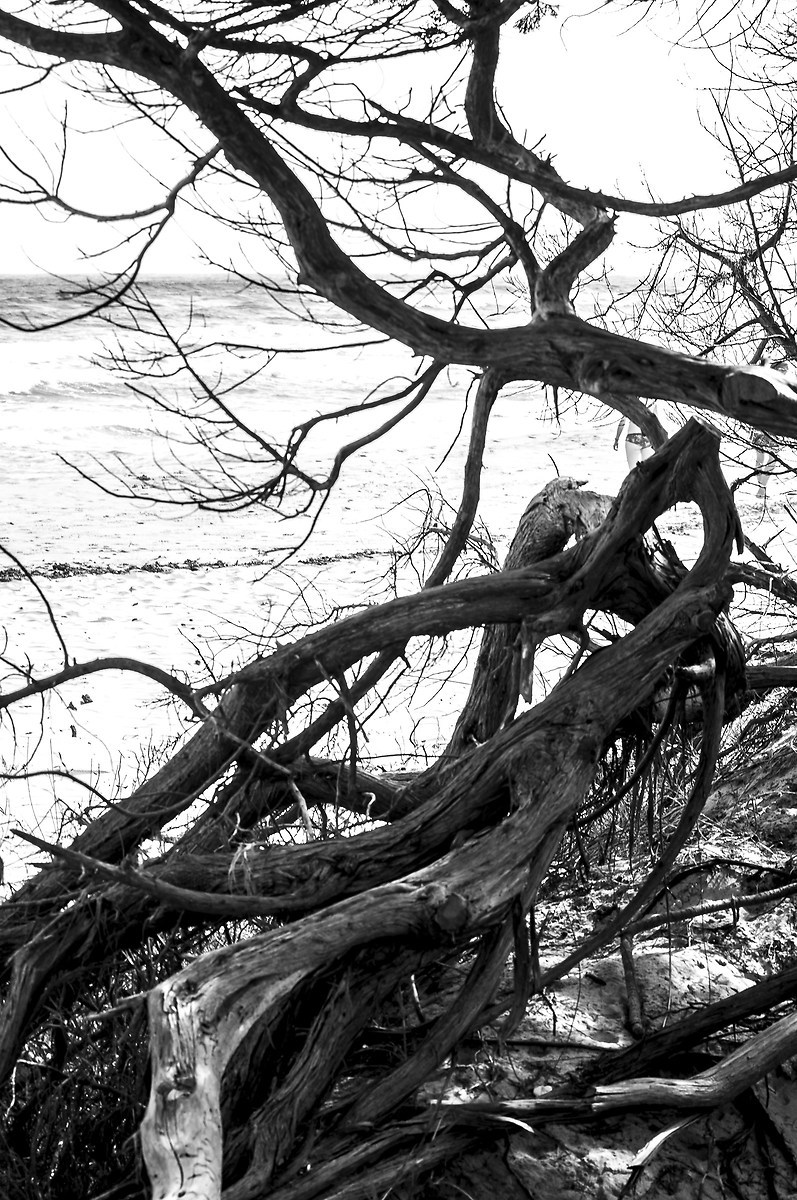Branches ..