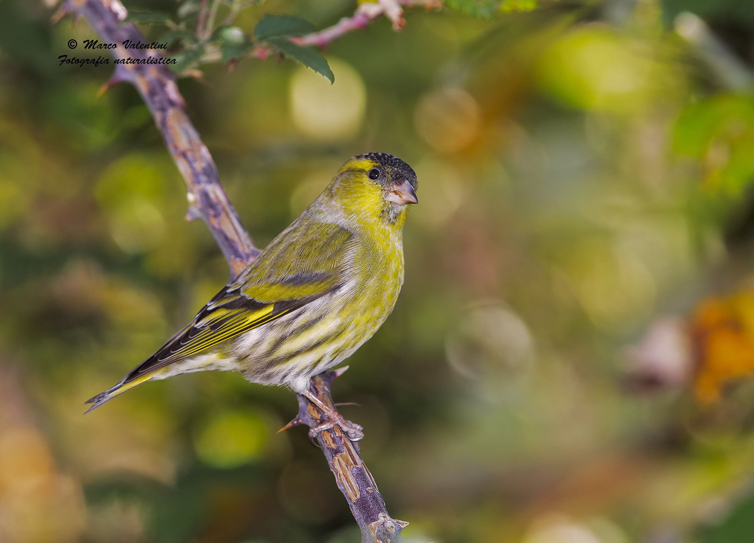 My first siskins - 2