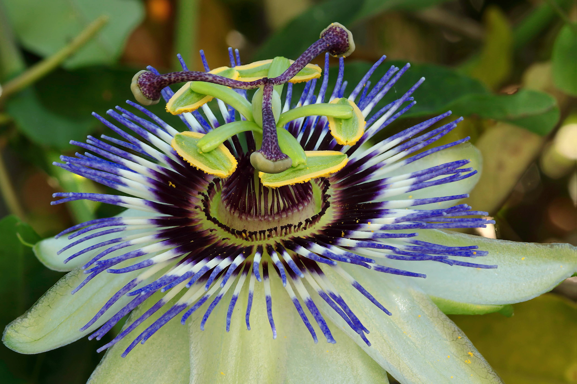 Passiflora Caerulea