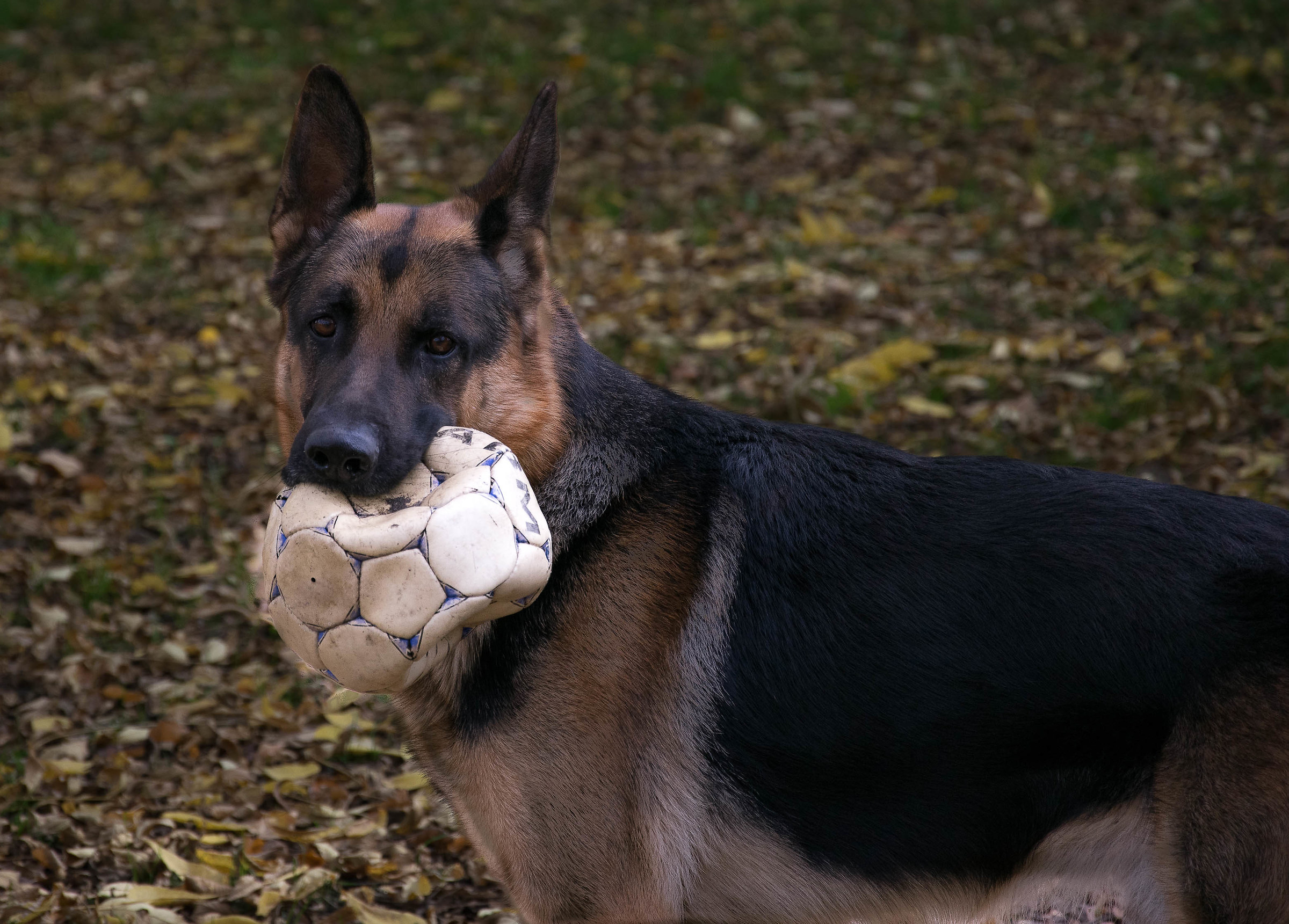Io faccio il portiere