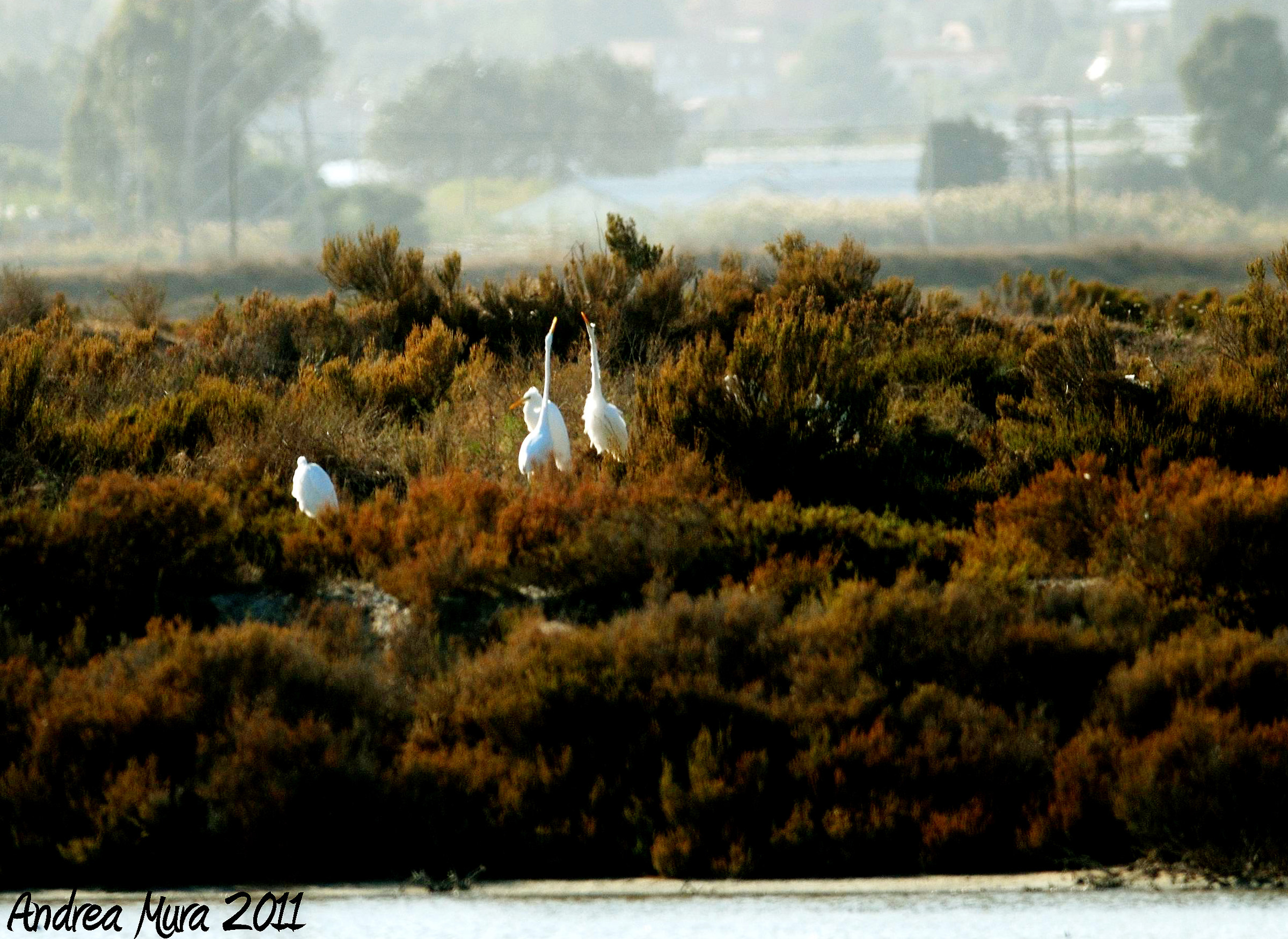 Chiacchera condominium