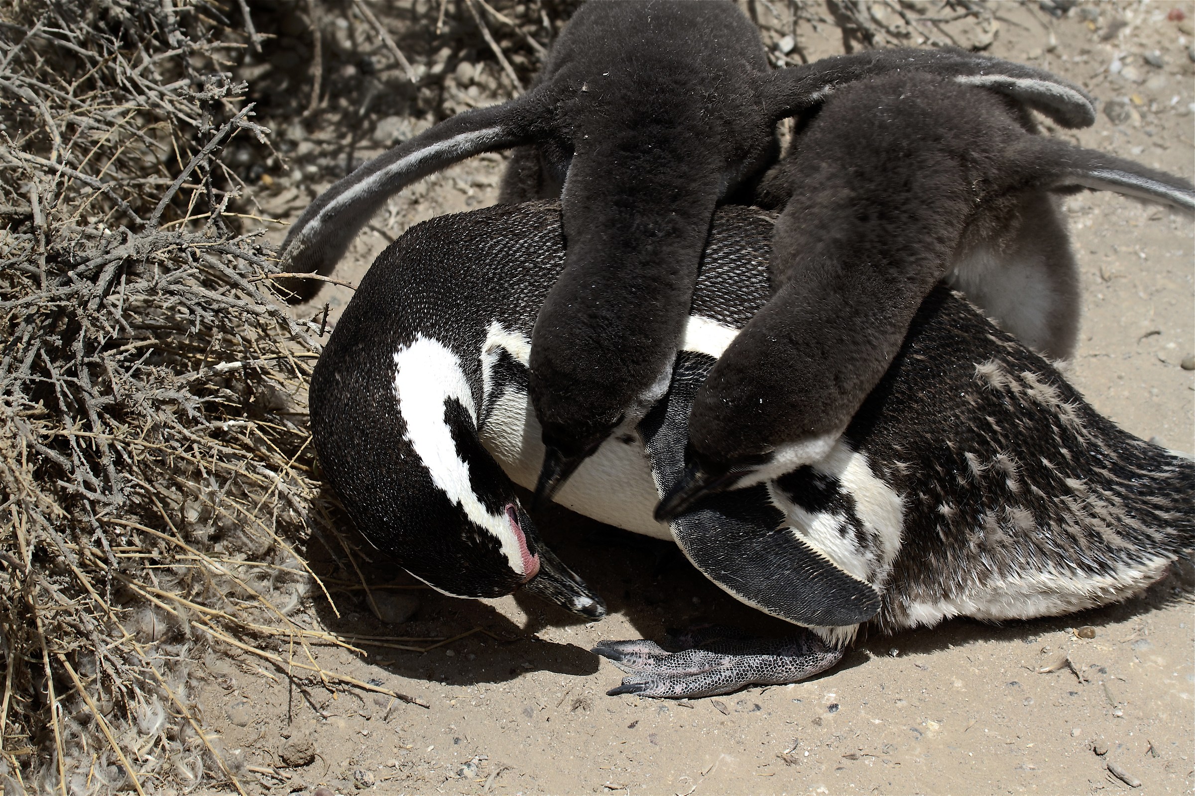 Mom give us the baby food