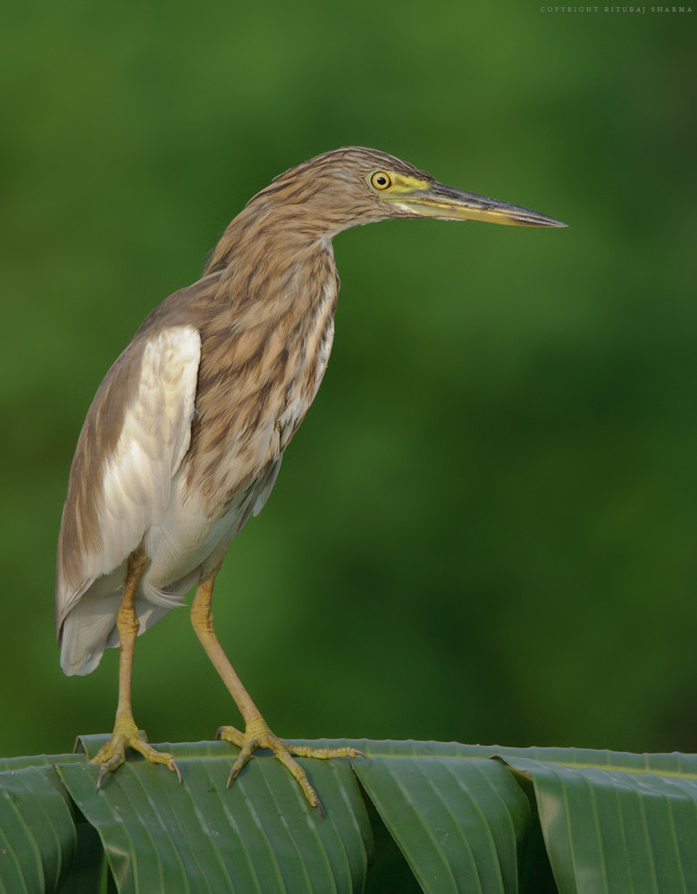 Indian Stagno Heron