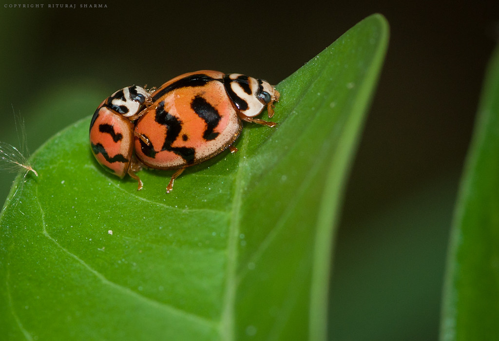 Bug Coccinella