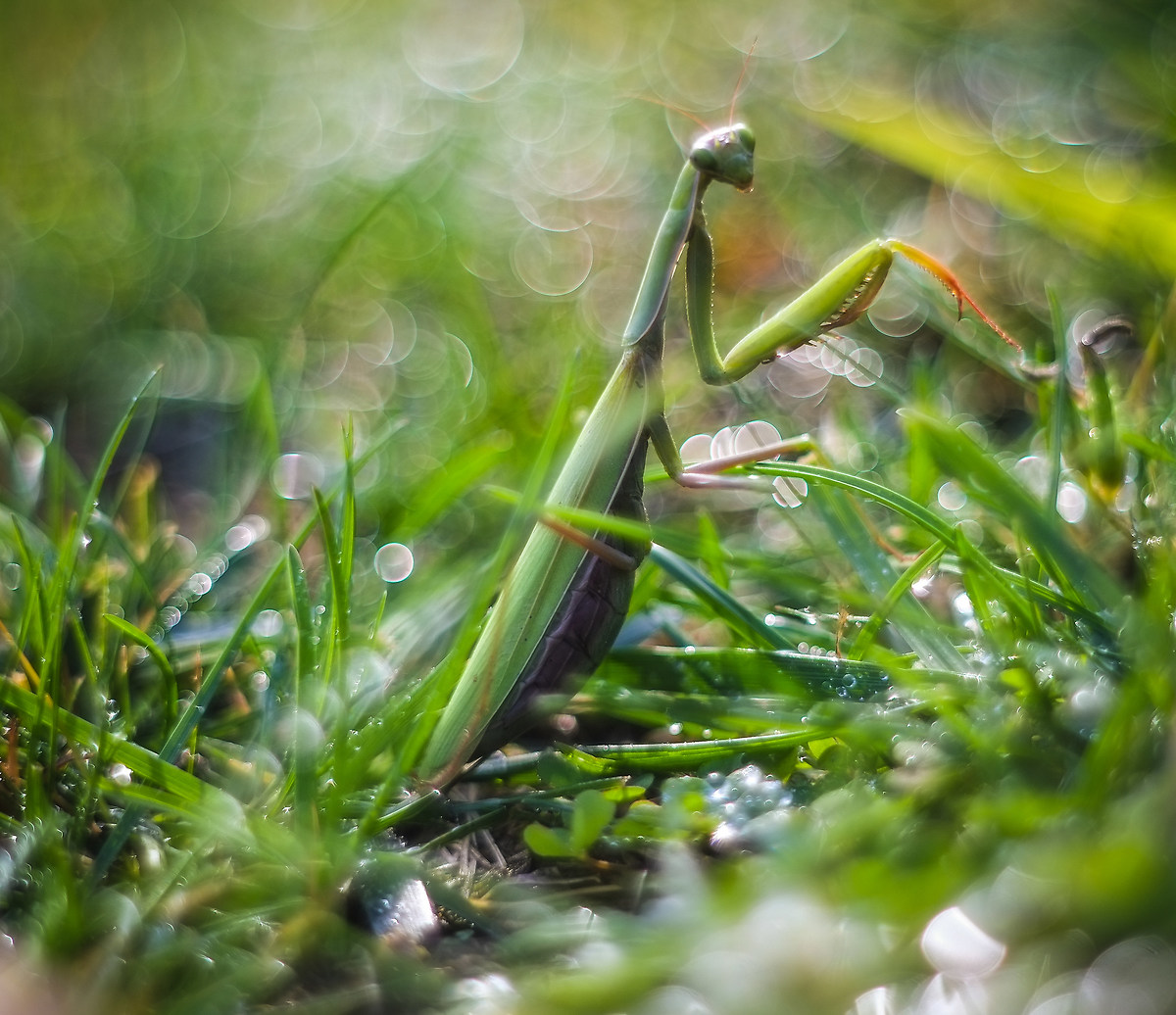 The Queen of the meadow