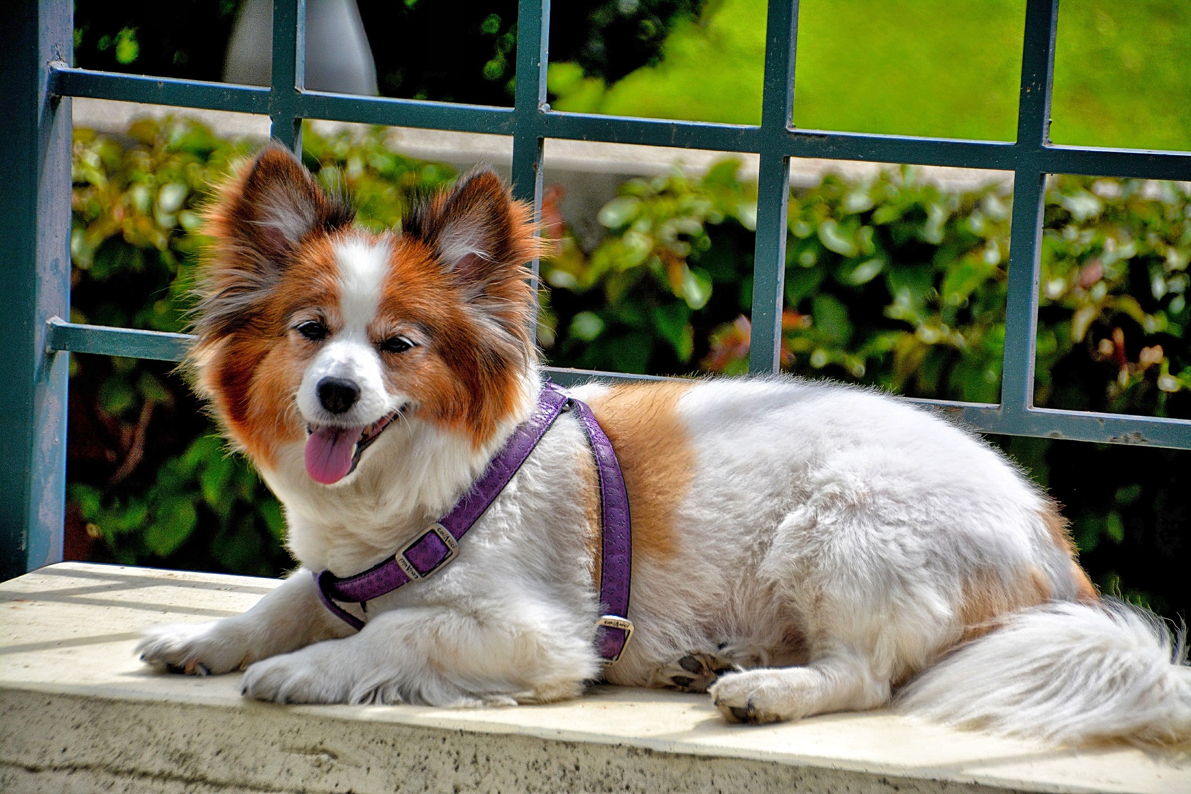 Cagnolino al sole.....