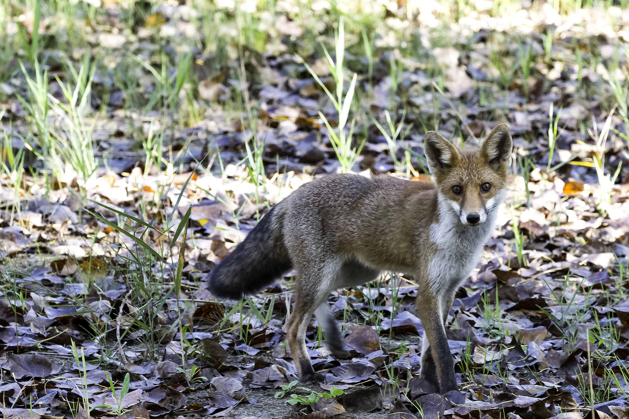 Since I first me (says the Fox)