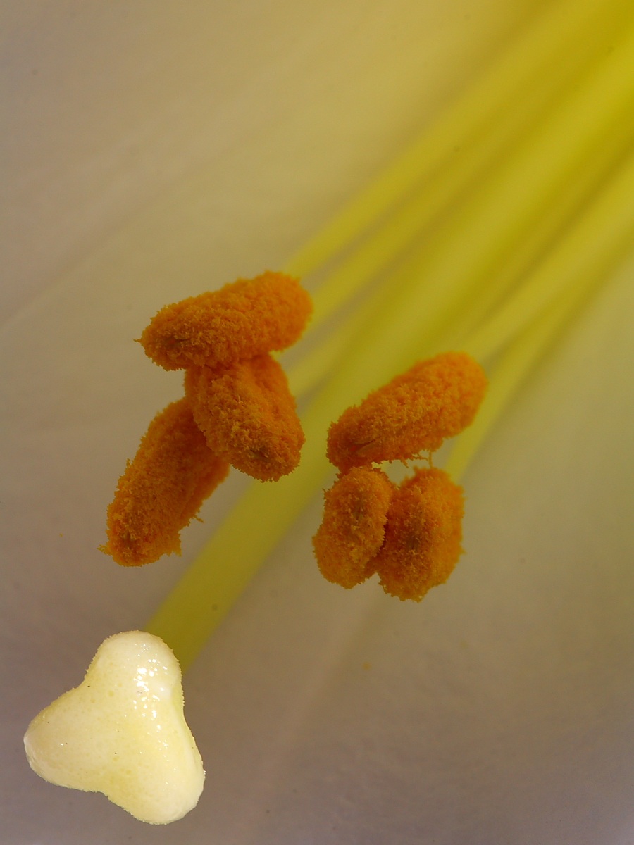 Lilium candidum (Liliaceae)