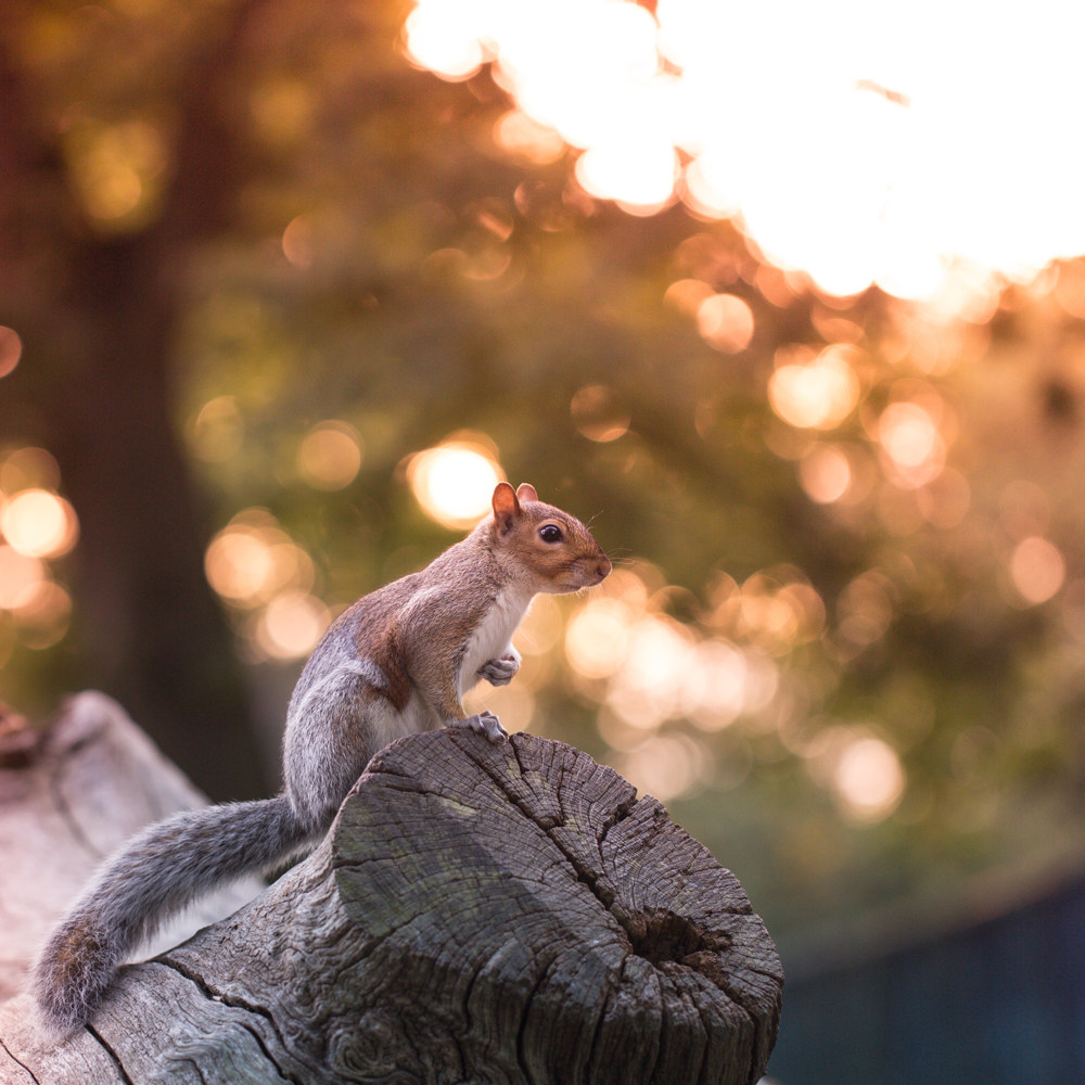 Sunset squirrel