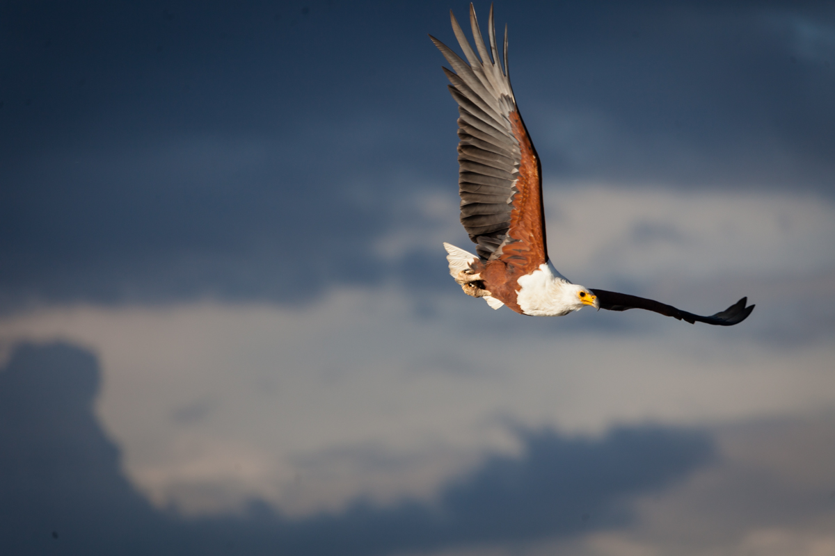 African fish eagle