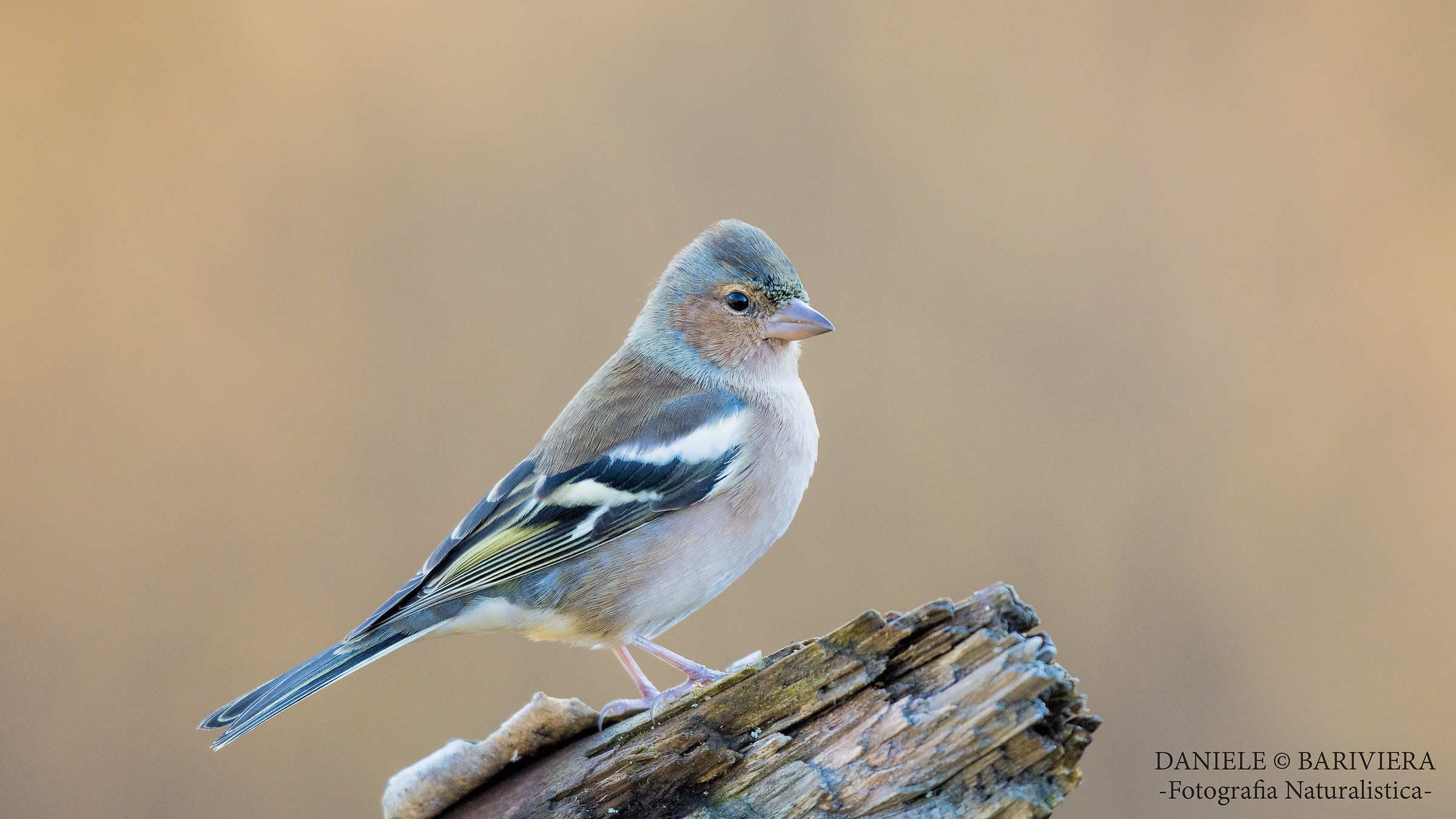 fringuello statuario