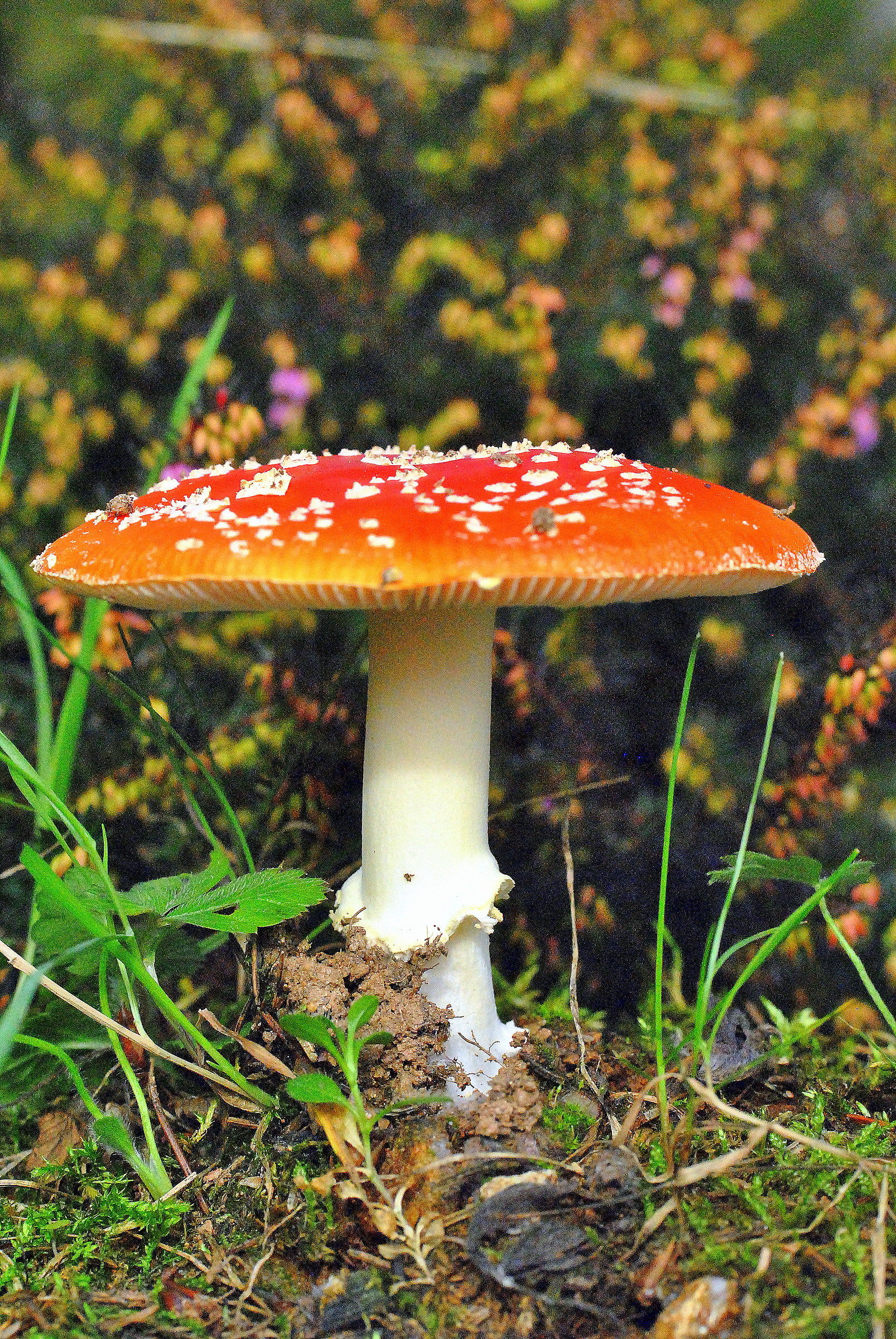 Amanita muscaria 3