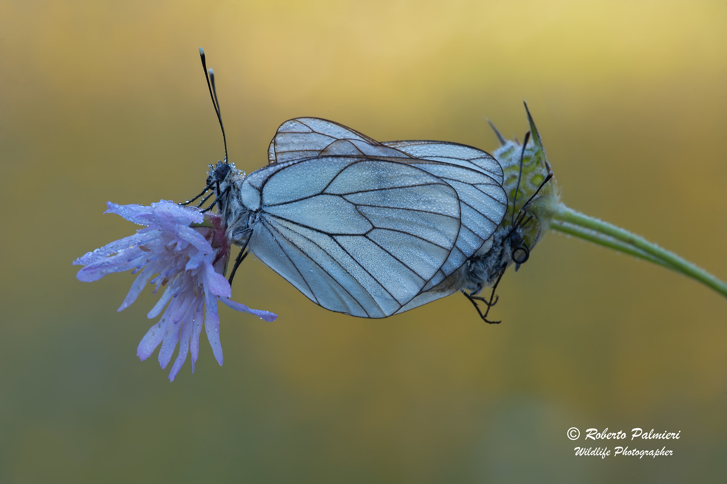 Accoppiamento di Farfalle Papilio Machaon