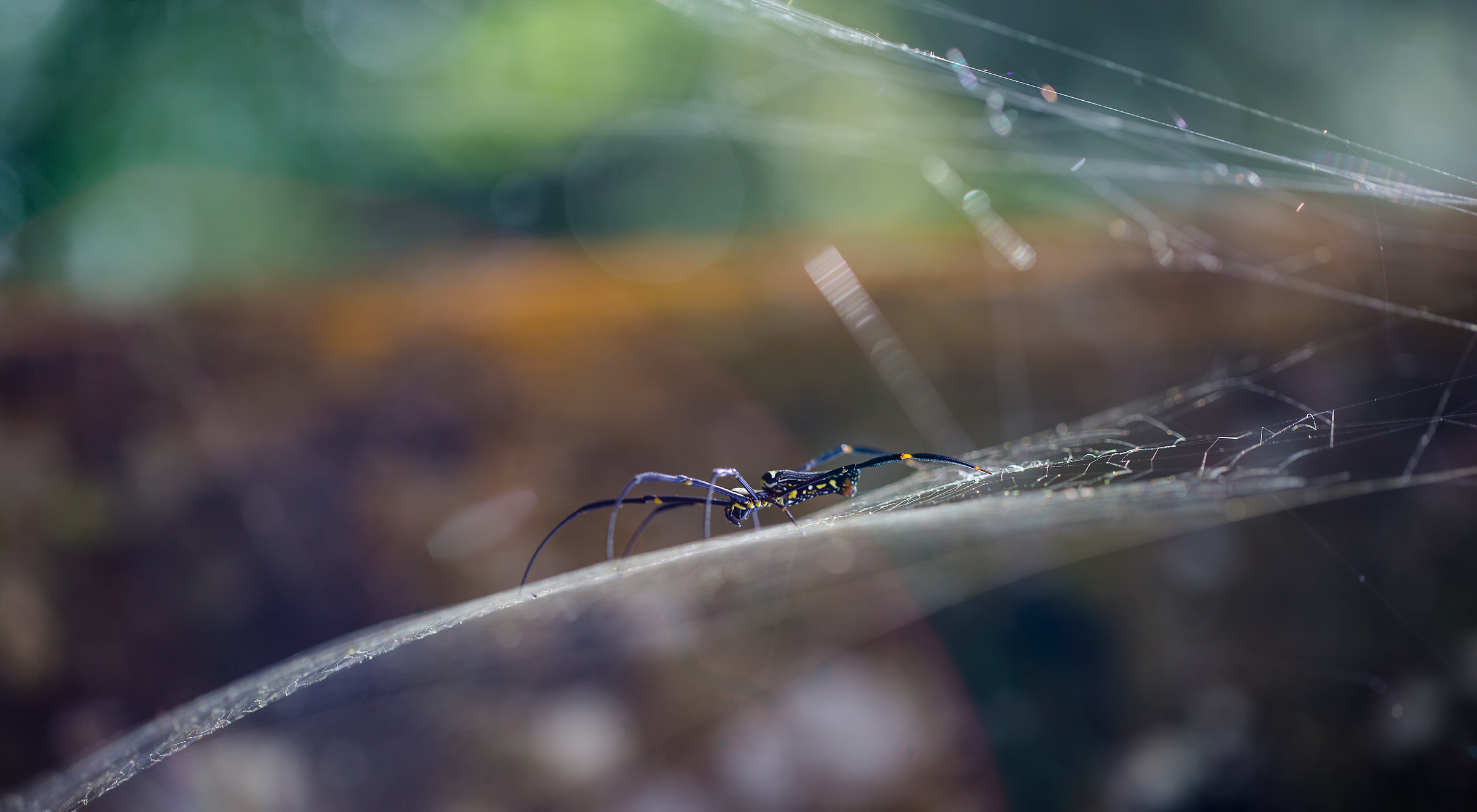 natural web designer