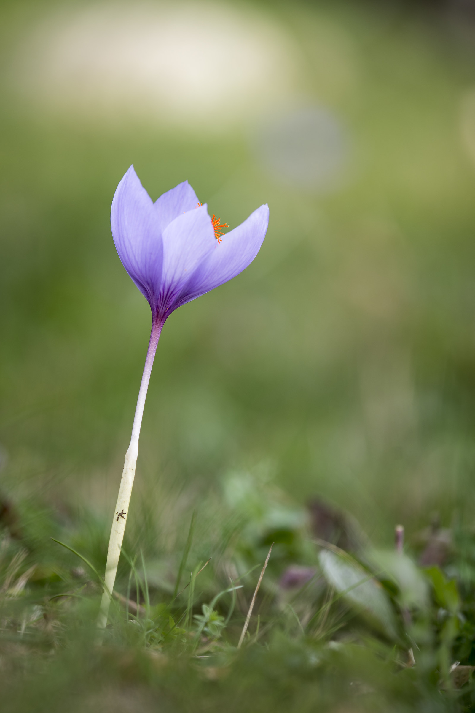 Autumn crocus
