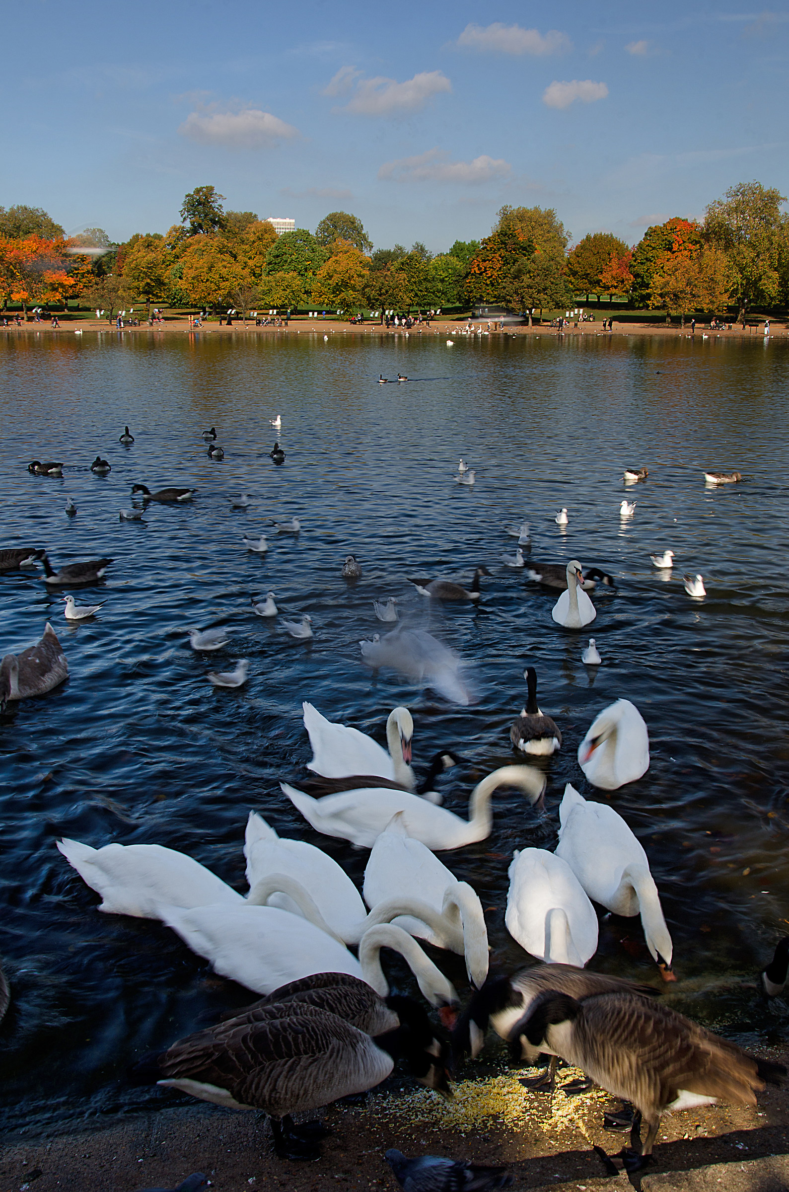 Feeding Frenzy! (sul Serpentine)