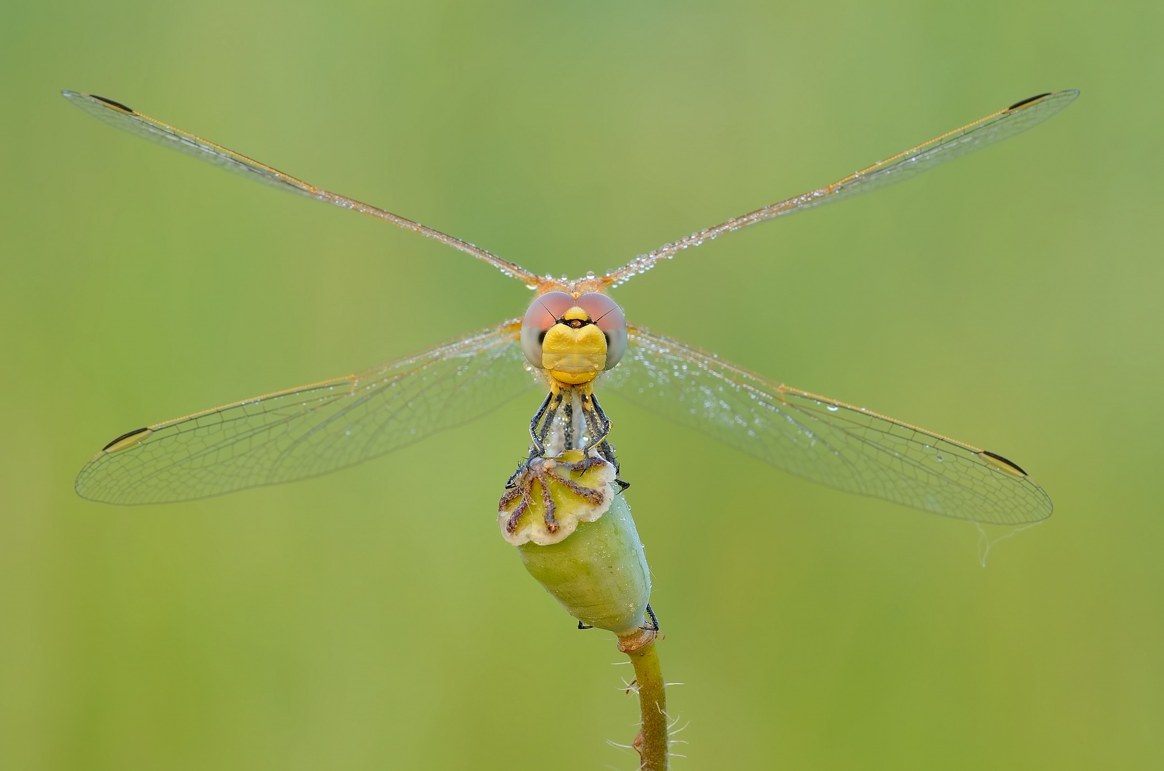 Sorriso di Sympetrum