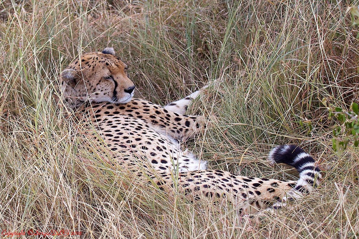 the right rest of the Cheetah