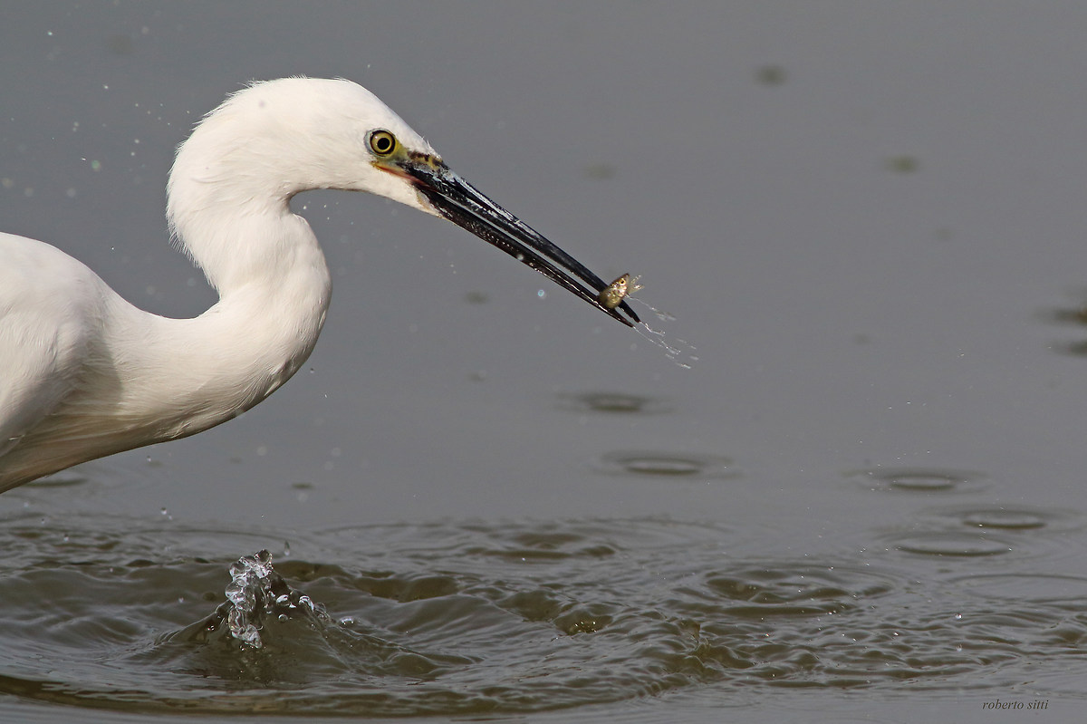 Egret