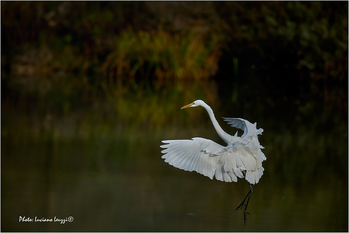 Great Egret
