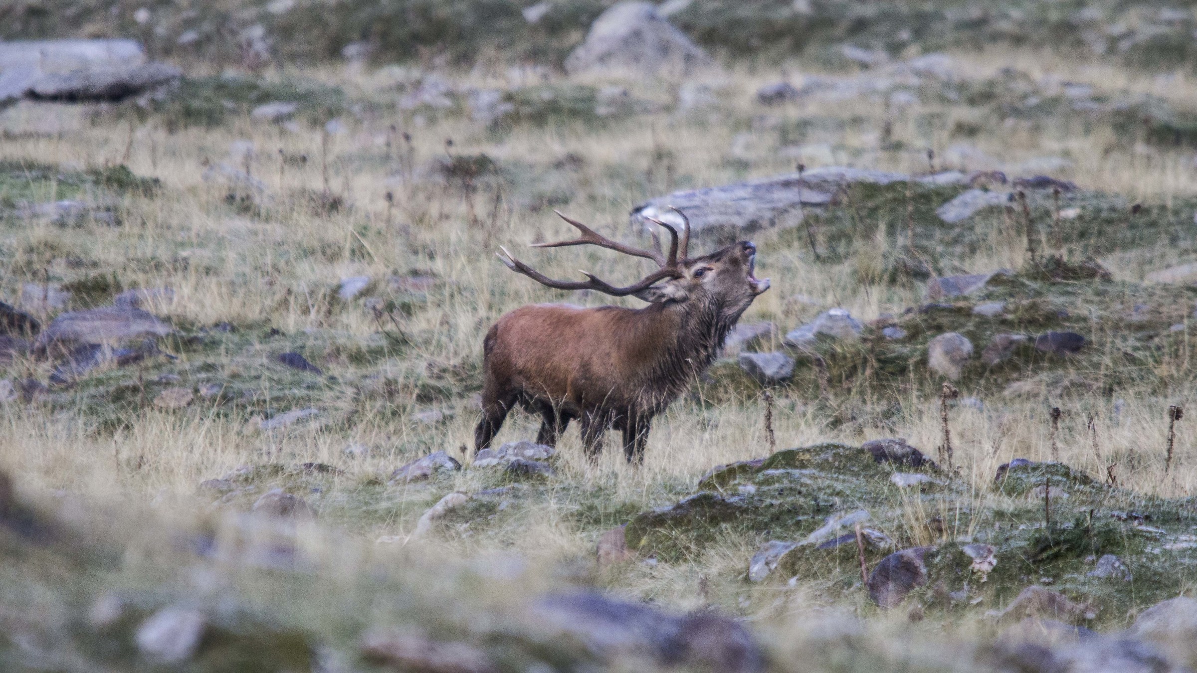 Settembre..tempo di nebbie e bramiti.