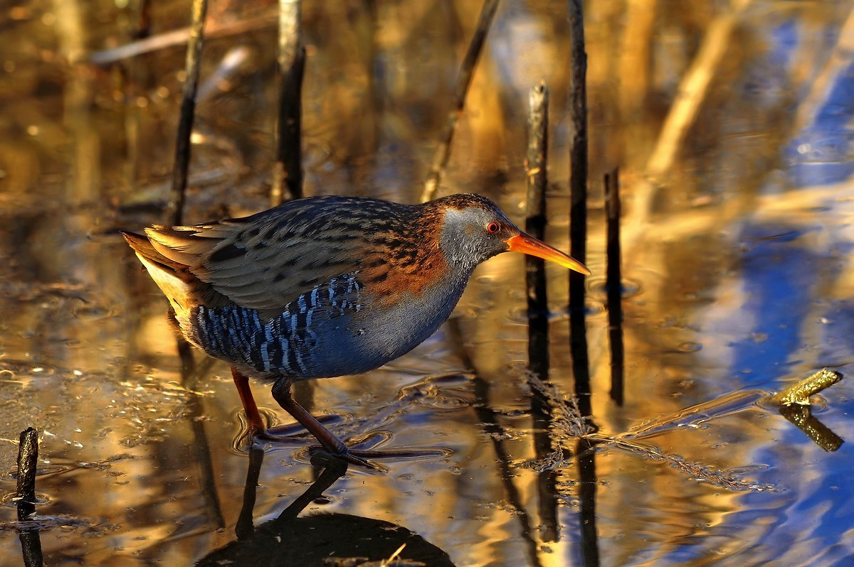 Water rail at sunset