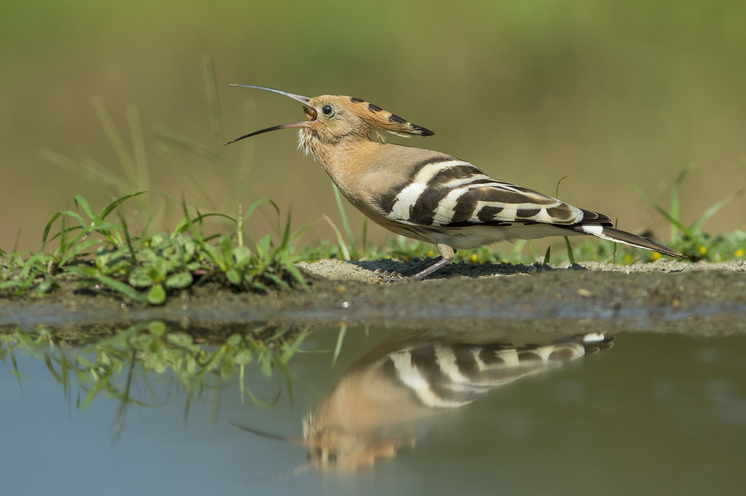 E mo ti inghiottisco!