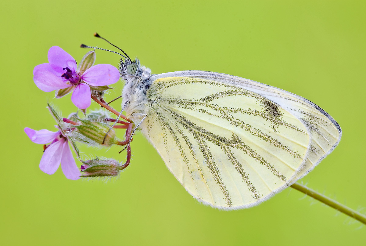Pieris