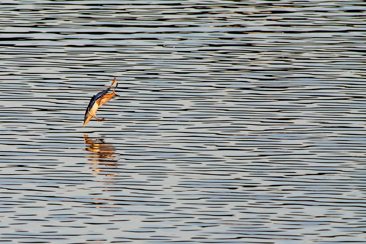 garganey between lines