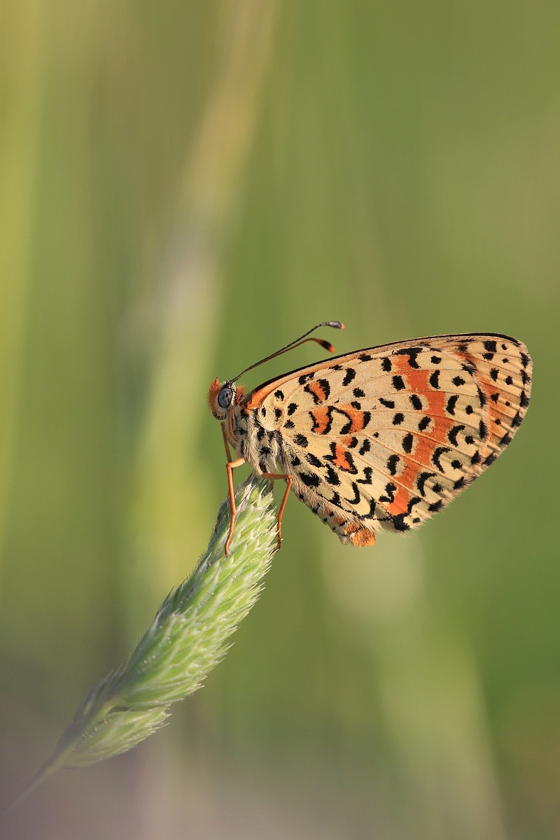 before evening ................