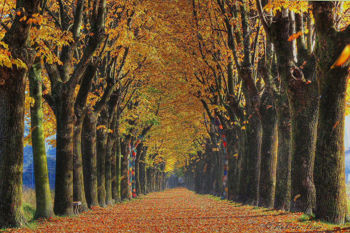 Avenue autumn