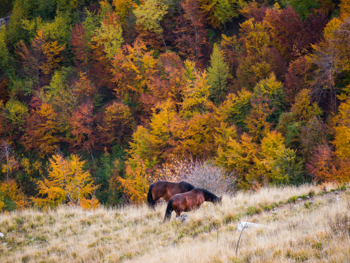 Horses on Mount Matanna