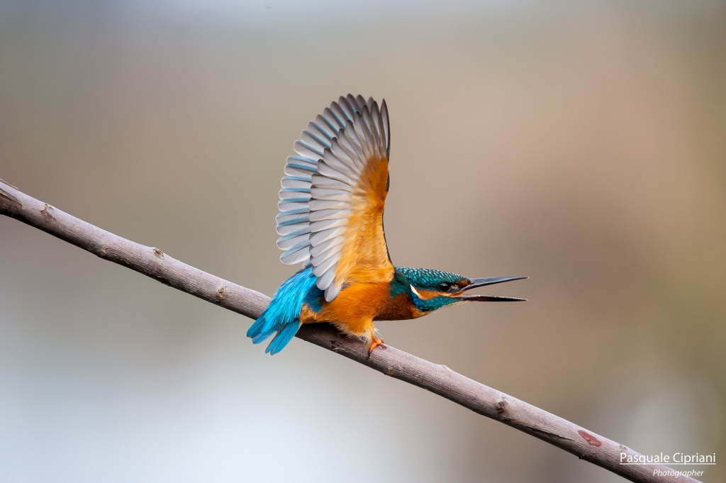 Kingfisher