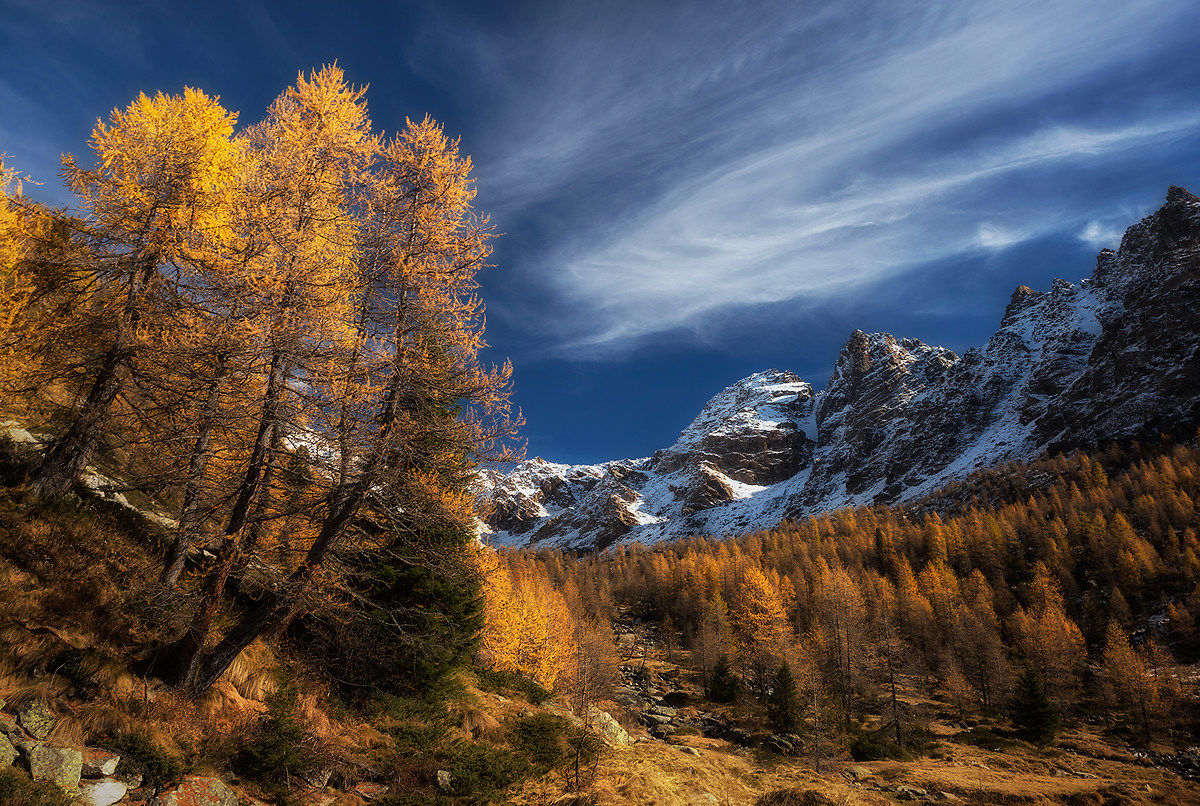 Predarossa in giallo