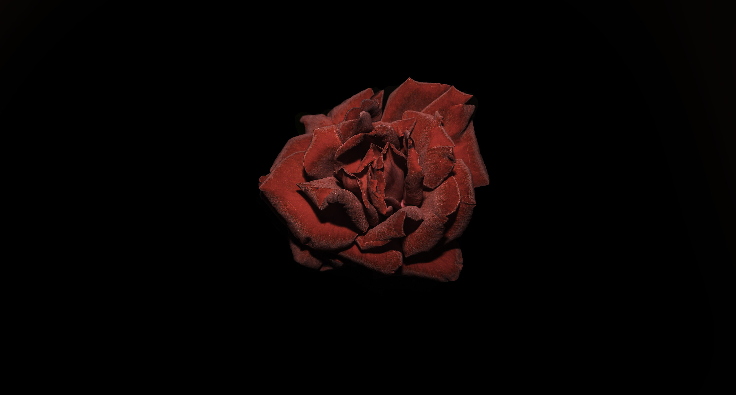 Red Rose