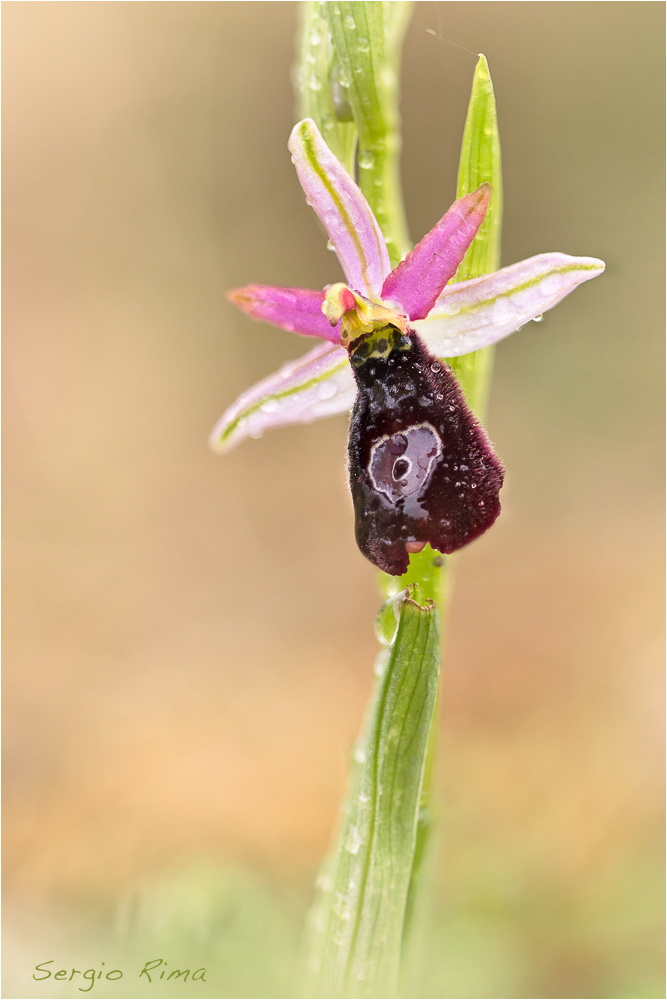 Ophrys bertolonii